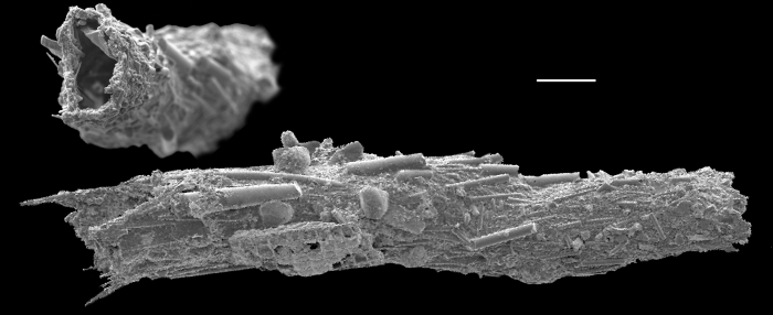 Marsipella cylindrica Marsipella cylindrica