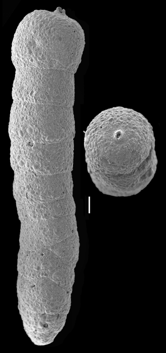 Martinotiella bradyana Martinotiella bradyana