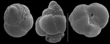 Metarotaliella tuvaluensis