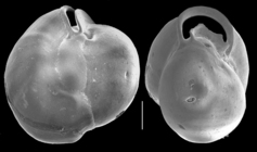 Miliolinella circularis