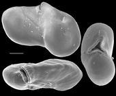 Miliolinella labiosa