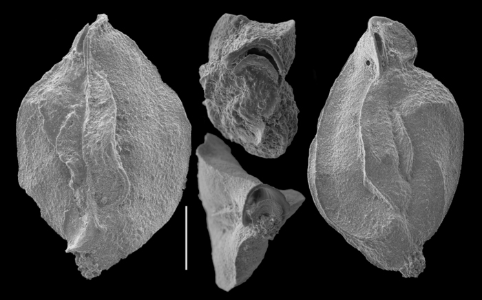 Miliolinella oceanica