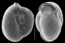 Miliolinella pilasensis