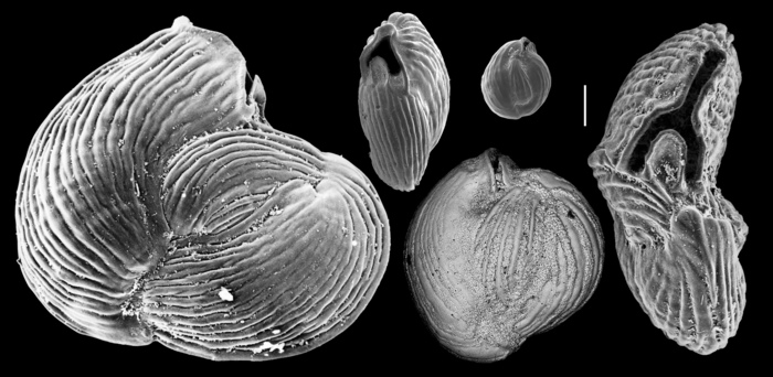 Miliolinella webbiana
