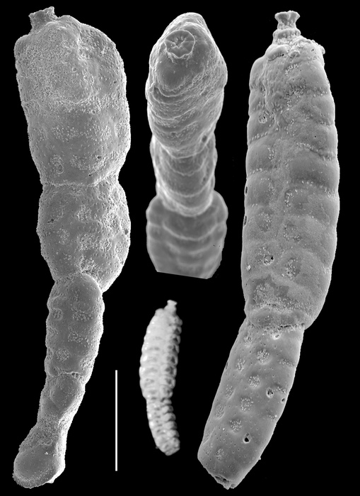 Millettia limbata Millettia limbata