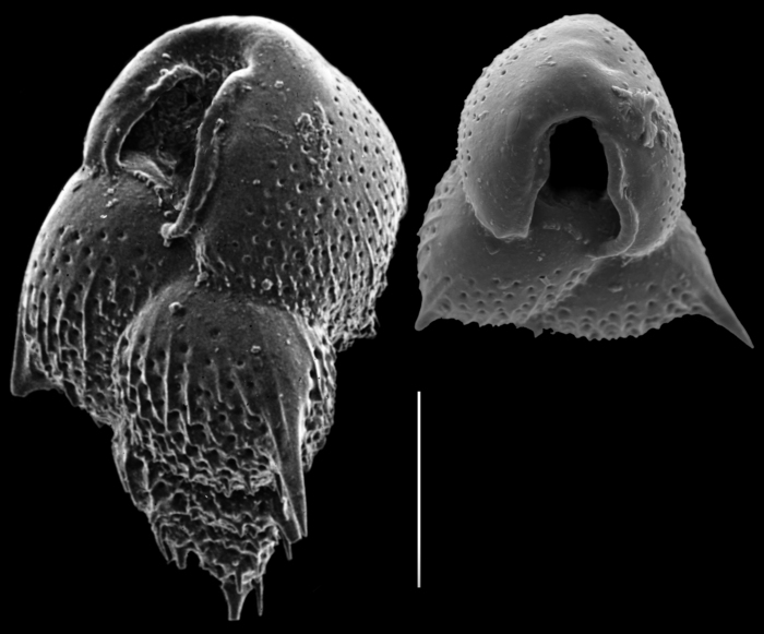 Mimosina histrix Mimosina histrix