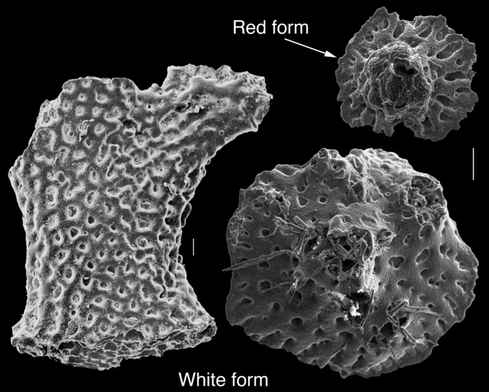 Miniacina miniacea Miniacina miniacea