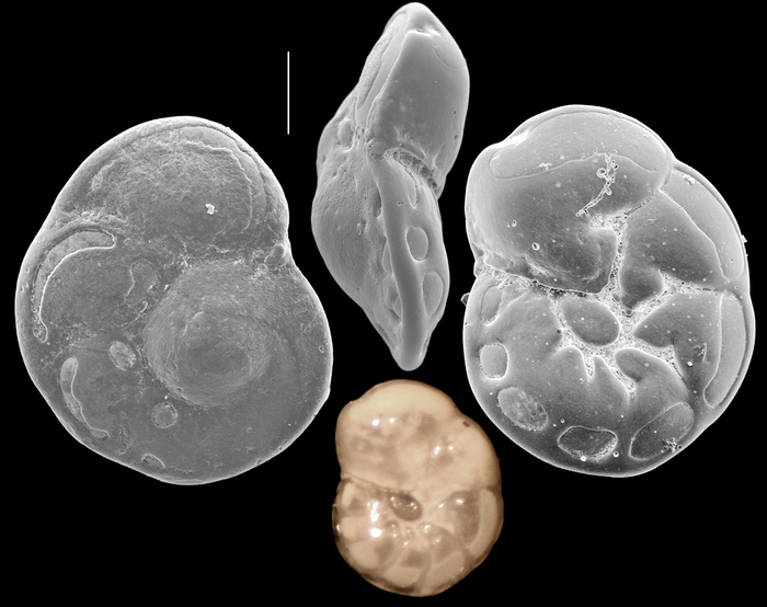 Mississippina omuraensis Mississippina omuraensis
