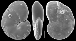 Mississippina pacifica