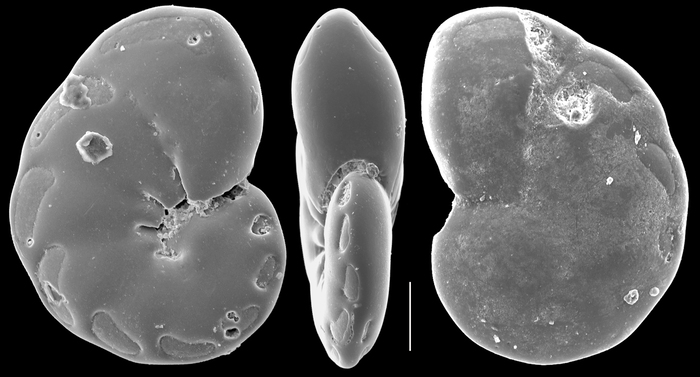 Mississippina pacifica Mississippina pacifica