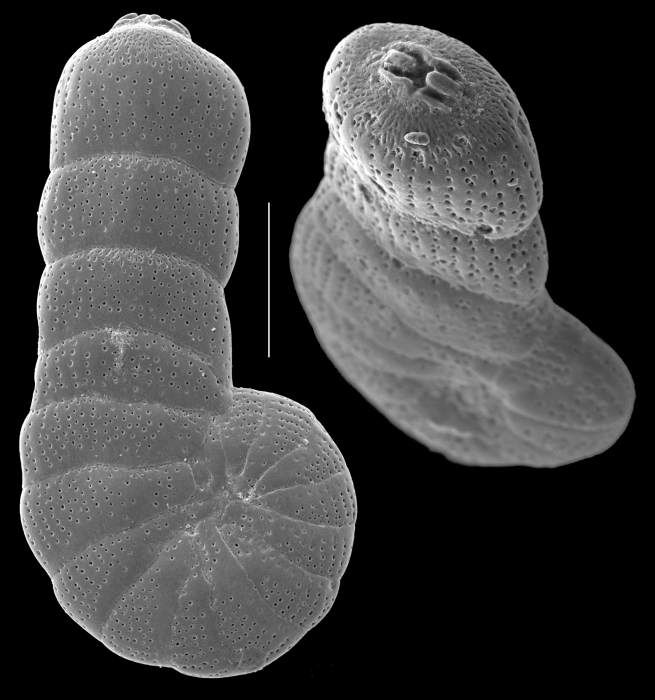 Monalysidium confusa Monalysidium confusa