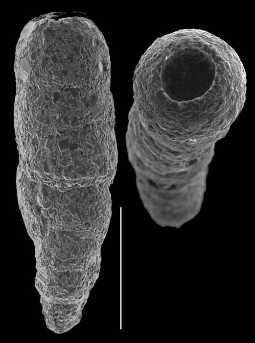 Monotalea salsa Monotalea salsa