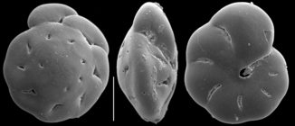 Monspeliensina vulpesi