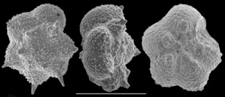 Murrayinella globosa