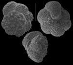 Murrayinella murrayi