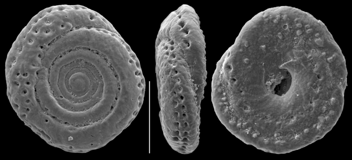 Mychostomina peripora