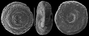 Mychostomina revertens