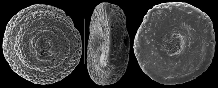 Mychostomina revertens Mychostomina revertens