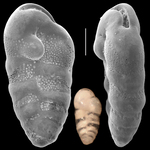 Neocassidulina abbreviata