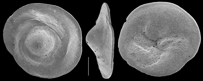 Neoconorbina albida