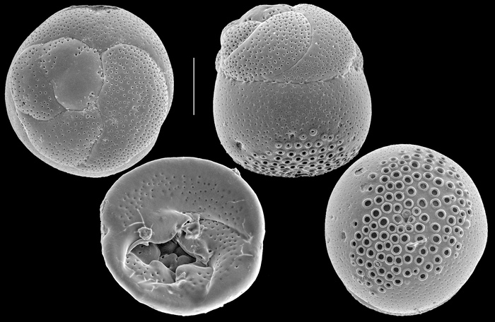 Neoconorbina concinna Neoconorbina concinna