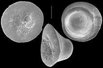Neoconorbina tuberocapitata