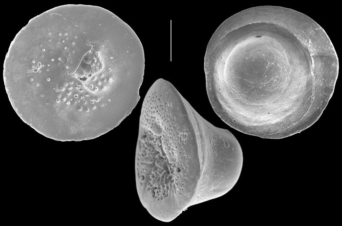 Neoconorbina tuberocapitata