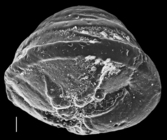 Neoeponides bradyi