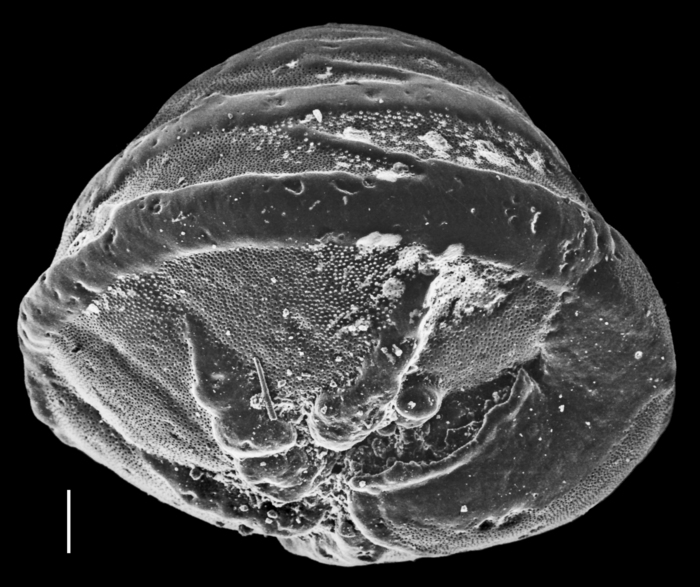 Neoeponides bradyi Neoeponides bradyi