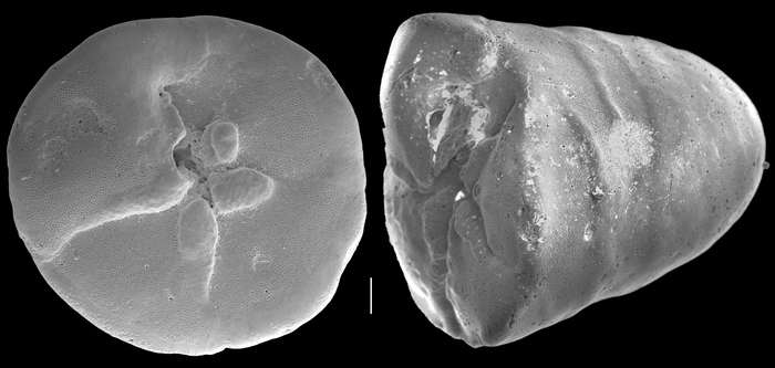 Neoeponides procerus