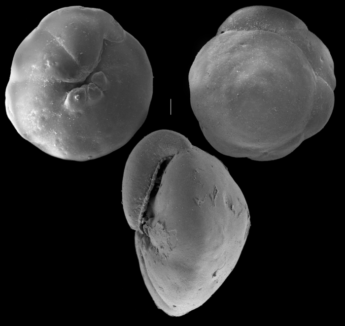 Neoeponides schreibersii Neoeponides schreibersii