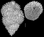 Neouvigerina hispida