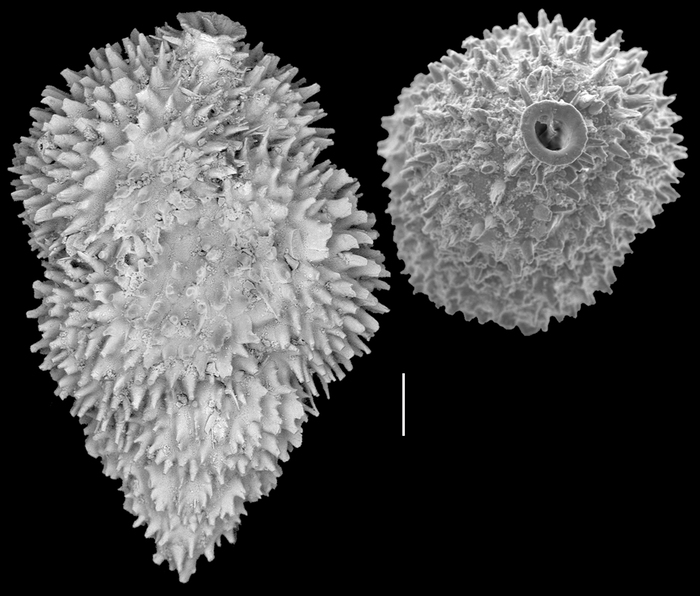 Neouvigerina hispida Neouvigerina hispida