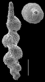 Neouvigerina interrupta