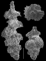 Neouvigerina porrecta