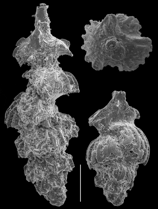 Neouvigerina porrecta Neouvigerina porrecta