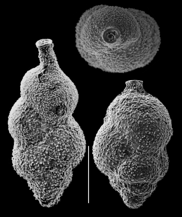 Neouvigerina proboscidea Neouvigerina proboscidea