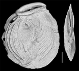 Nodobaculariella convexiuscula