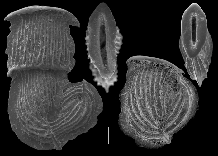 Nodobaculariella japonica Nodobaculariella japonica