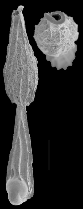 Nodophtalmidium gracilis Nodophtalmidium gracilis