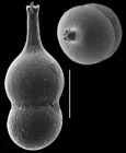 Nodosaria nebulosa