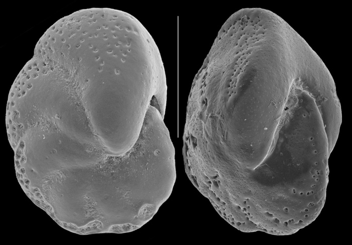 Nonion pauperatum Nonion pauperatum