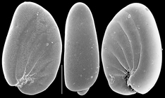 Nonionoides turgidum