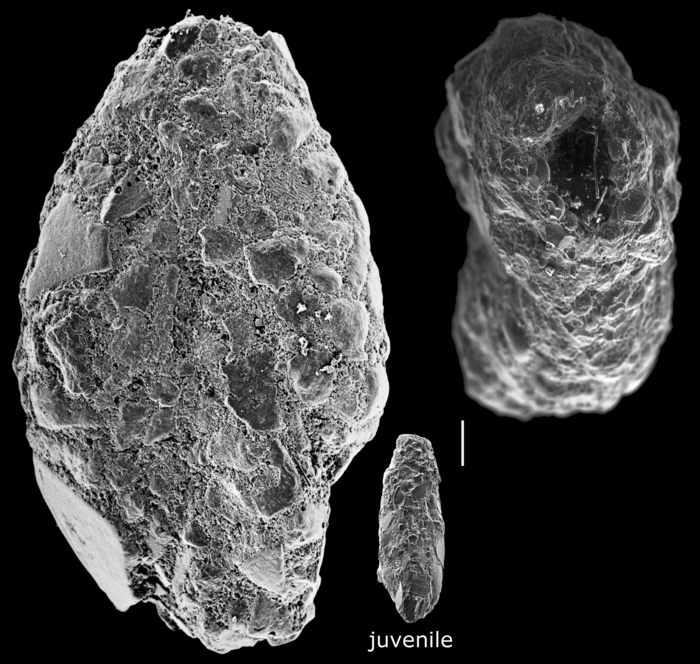 Nouria polymorphinoides Nouria polymorphinoides