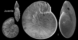 Nummulites venosus