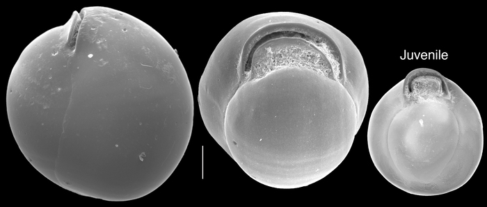 Nummulopyrgo globulus Nummulopyrgo globulus