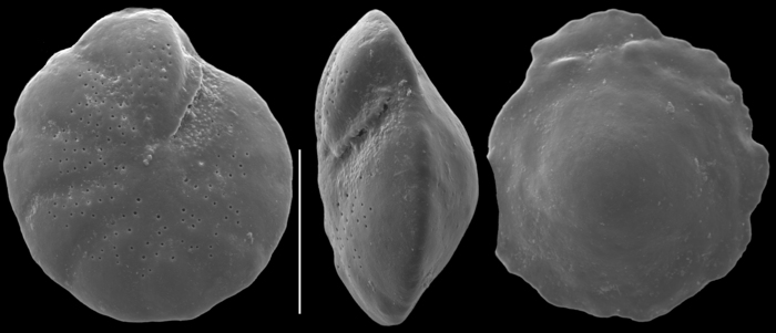 Nuttallides bradyi Nuttallides bradyi