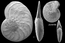 Operculina ammonoides
