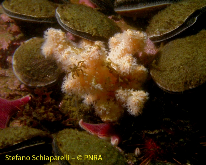 Pantopod feeding on Alcyonium 2