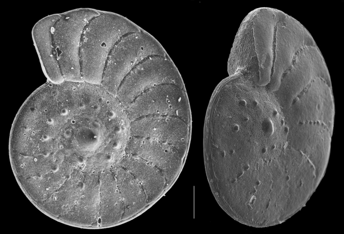Operculina philippinensis